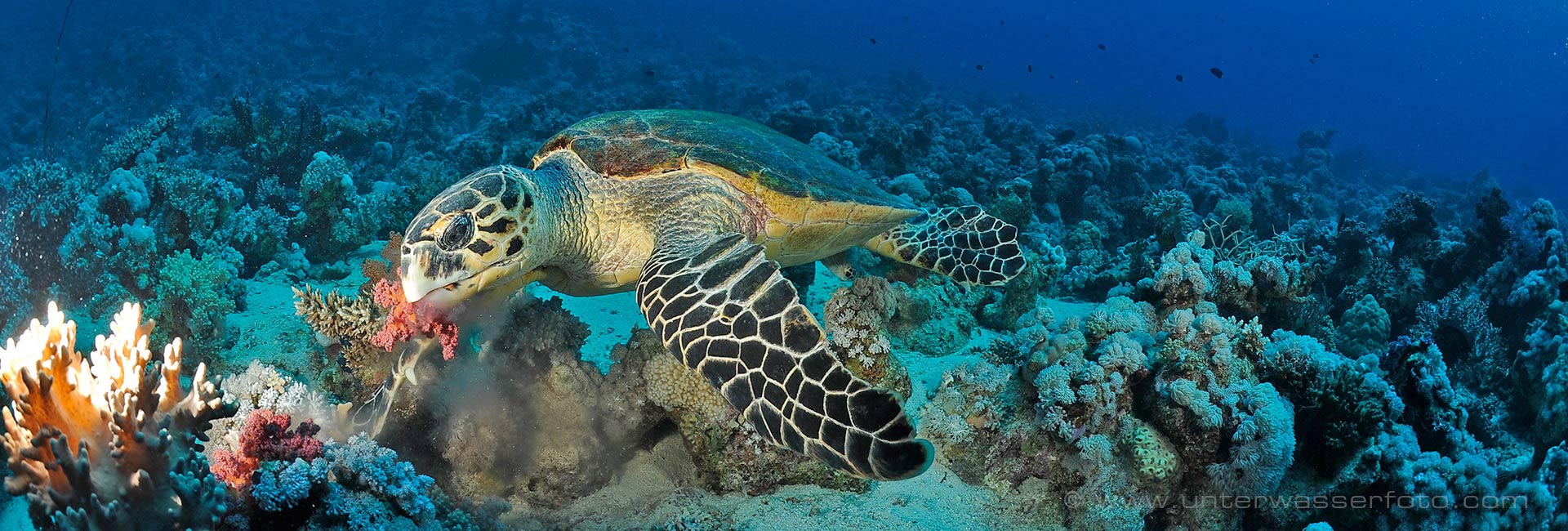 Tauchreisen und Tauchsafaris mit Aquanaut Tauchreisezentrum