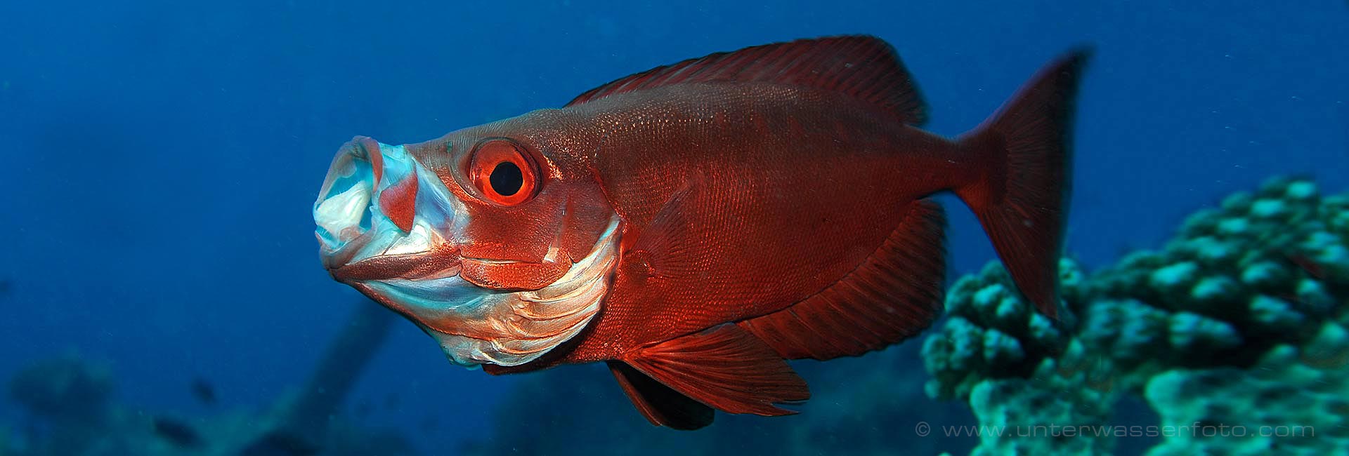 Tauchreisen weltweit  Malediven Ägypten